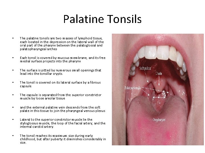 Palatine Tonsils • The palatine tonsils are two masses of lymphoid tissue, each located