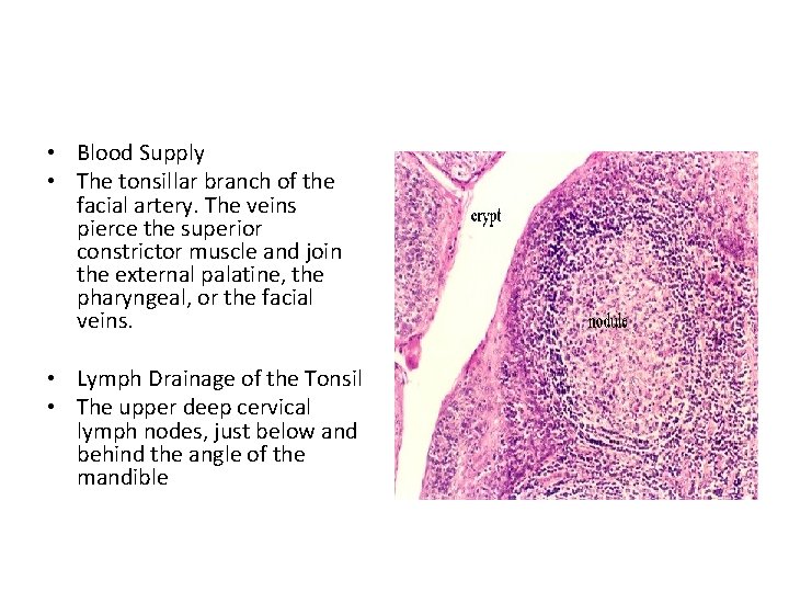  • Blood Supply • The tonsillar branch of the facial artery. The veins