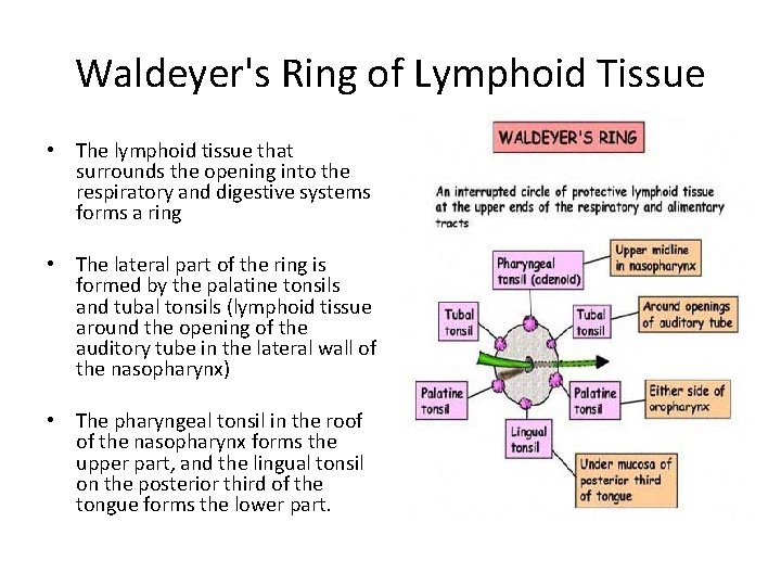Waldeyer's Ring of Lymphoid Tissue • The lymphoid tissue that surrounds the opening into