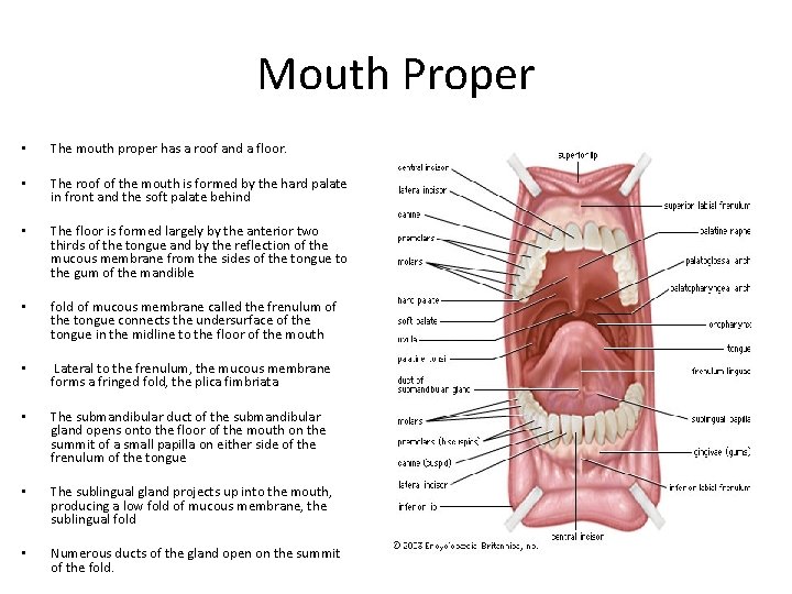 Mouth Proper • The mouth proper has a roof and a floor. • The