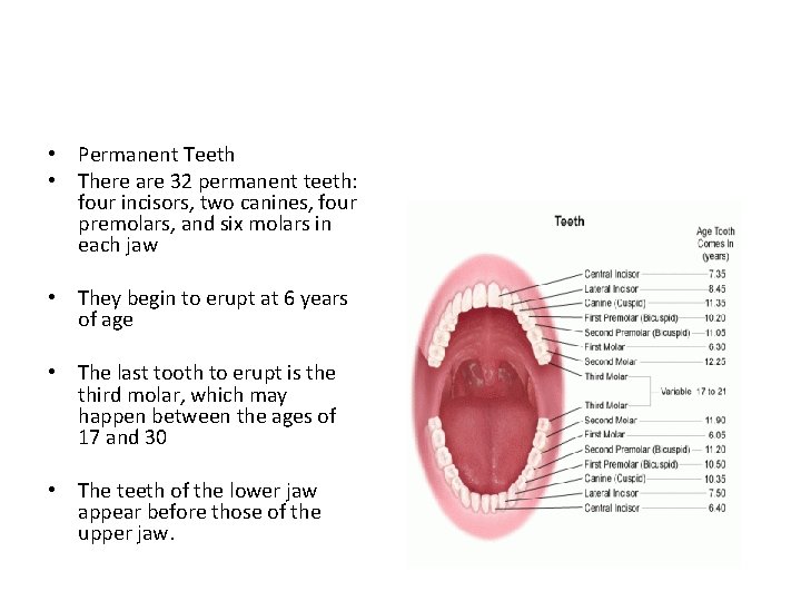 • Permanent Teeth • There are 32 permanent teeth: four incisors, two canines,