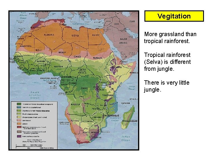 Vegitation More grassland than tropical rainforest. Tropical rainforest (Selva) is different from jungle. There