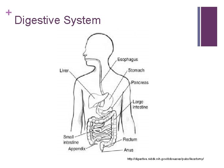 + Digestive System http: //digestive. niddk. nih. gov/ddiseases/pubs/ileostomy/ 