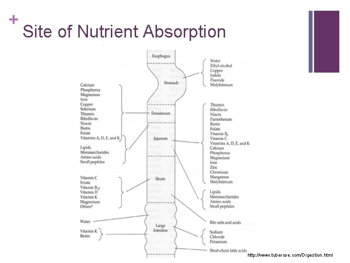 + Site of Nutrient Absorption http: //www. tuberose. com/Digestion. html 