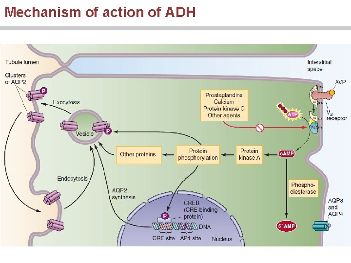 Mechanism of action of ADH 