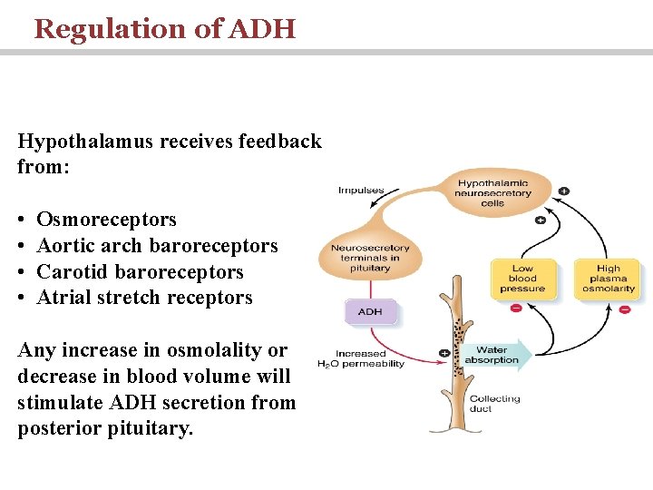 Regulation of ADH Hypothalamus receives feedback from: • • Osmoreceptors Aortic arch baroreceptors Carotid
