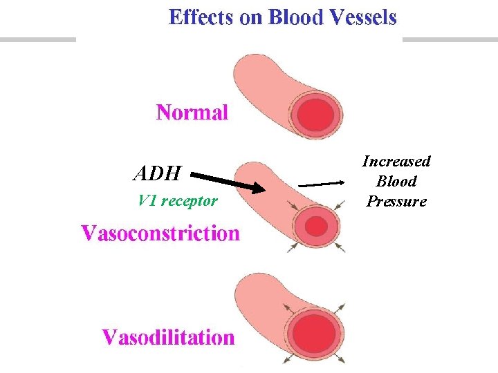 ADH V 1 receptor Increased Blood Pressure 