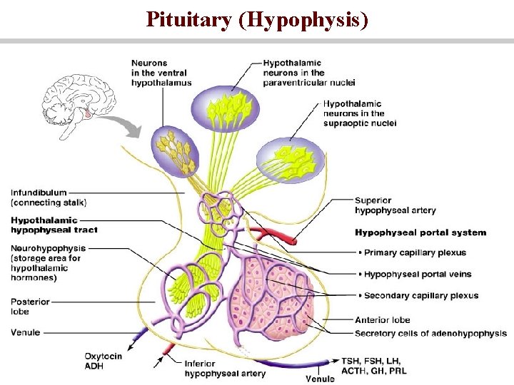 Pituitary (Hypophysis) 