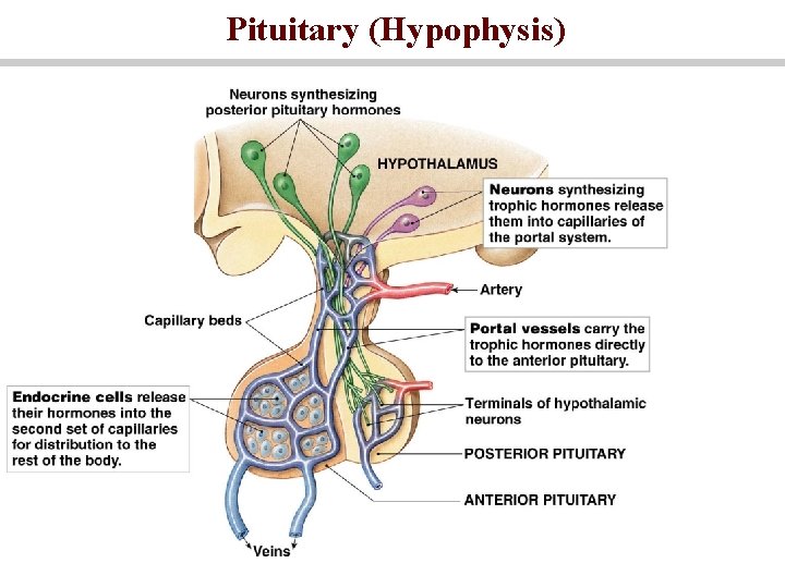 Pituitary (Hypophysis) 