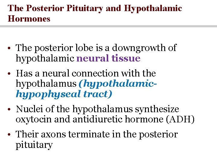 The Posterior Pituitary and Hypothalamic Hormones • The posterior lobe is a downgrowth of