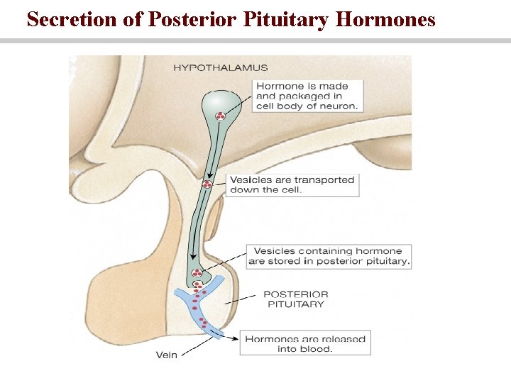 Secretion of Posterior Pituitary Hormones 
