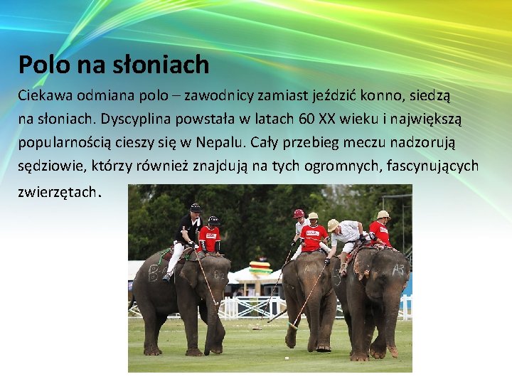 Polo na słoniach Ciekawa odmiana polo – zawodnicy zamiast jeździć konno, siedzą na słoniach.