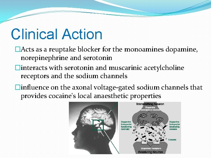 Clinical Action �Acts as a reuptake blocker for the monoamines dopamine, norepinephrine and serotonin