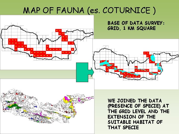 MAP OF FAUNA (es. COTURNICE ) BASE OF DATA SURVEY: GRID, 1 KM SQUARE