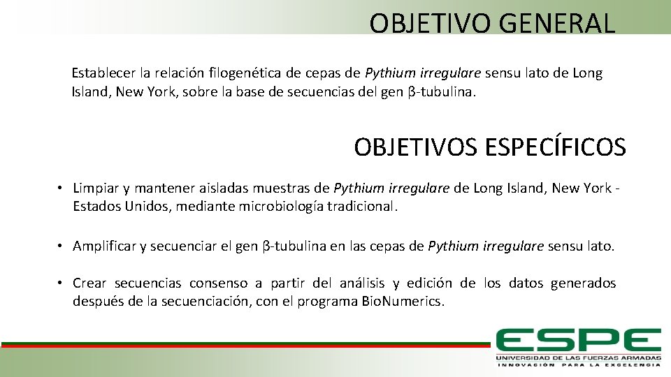 OBJETIVO GENERAL Establecer la relación filogenética de cepas de Pythium irregulare sensu lato de