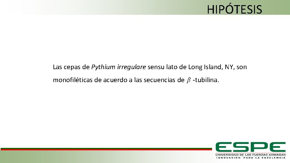 HIPÓTESIS Las cepas de Pythium irregulare sensu lato de Long Island, NY, son monofiléticas