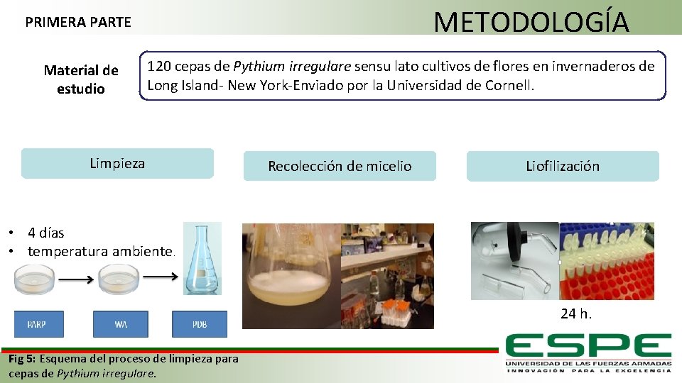 METODOLOGÍA PRIMERA PARTE Material de estudio 120 cepas de Pythium irregulare sensu lato cultivos