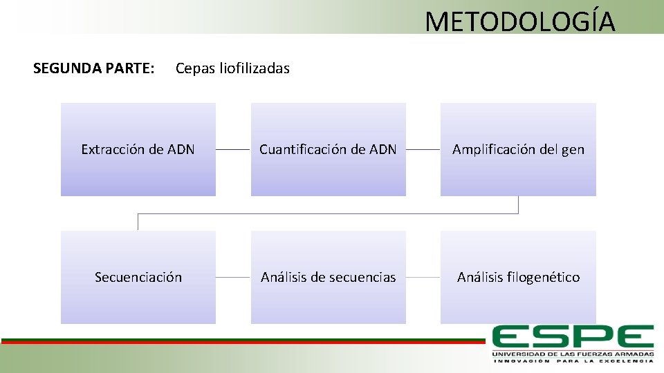 METODOLOGÍA SEGUNDA PARTE: Cepas liofilizadas Extracción de ADN Cuantificación de ADN Amplificación del gen