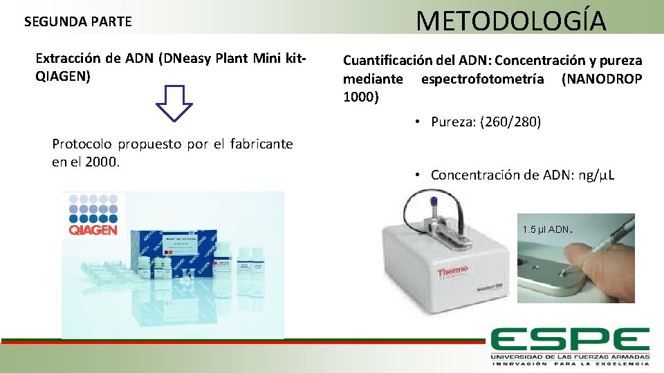 SEGUNDA PARTE Extracción de ADN (DNeasy Plant Mini kit. QIAGEN) METODOLOGÍA Cuantificación del ADN: