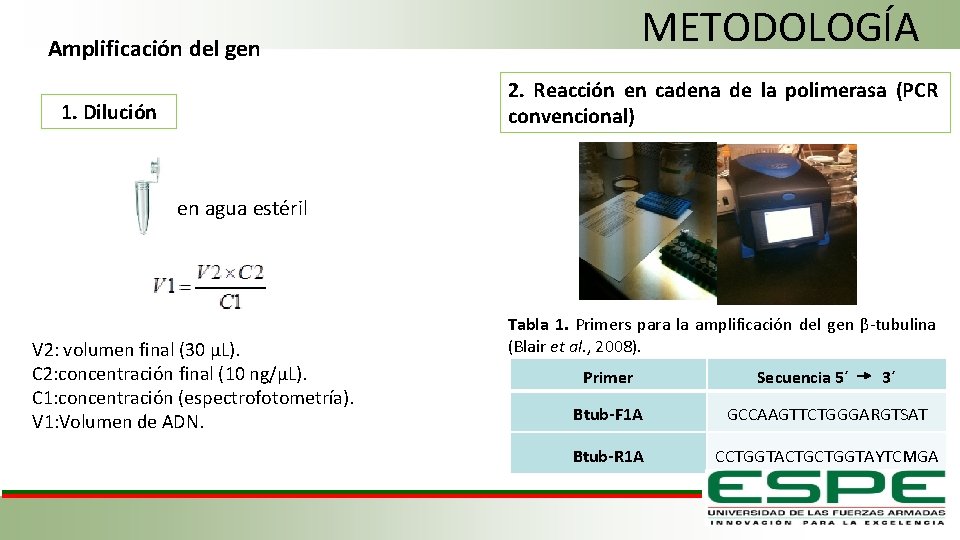 METODOLOGÍA Amplificación del gen 2. Reacción en cadena de la polimerasa (PCR convencional) 1.