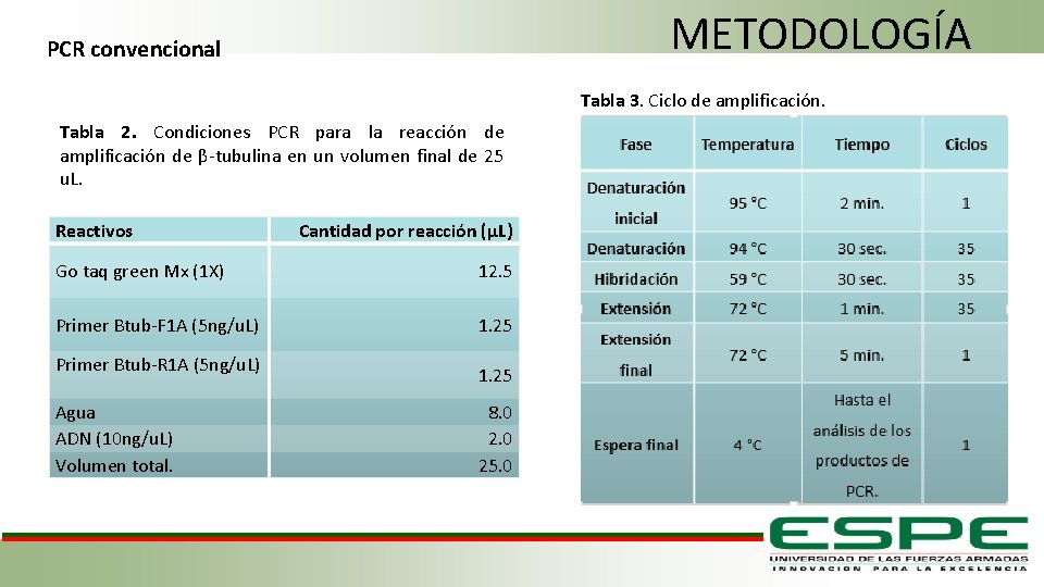 METODOLOGÍA PCR convencional Tabla 3. Ciclo de amplificación. Tabla 2. Condiciones PCR para la