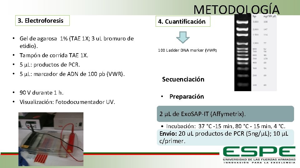 3. Electroforesis • Gel de agarosa 1% (TAE 1 X; 3 u. L bromuro