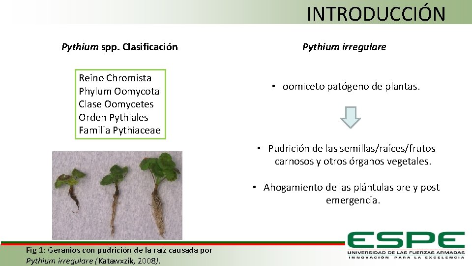 INTRODUCCIÓN Pythium spp. Clasificación Reino Chromista Phylum Oomycota Clase Oomycetes Orden Pythiales Familia Pythiaceae