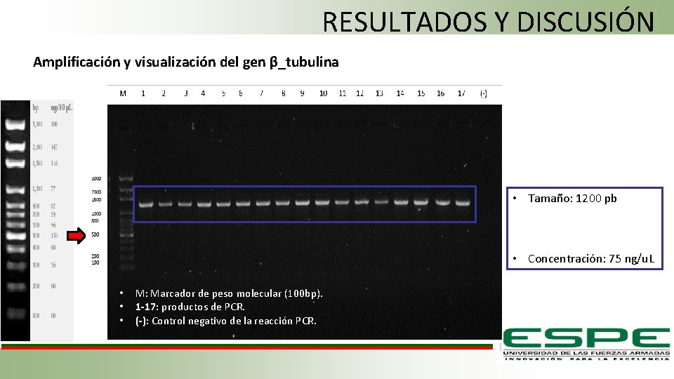 RESULTADOS Y DISCUSIÓN Amplificación y visualización del gen β_tubulina • Tamaño: 1200 pb •