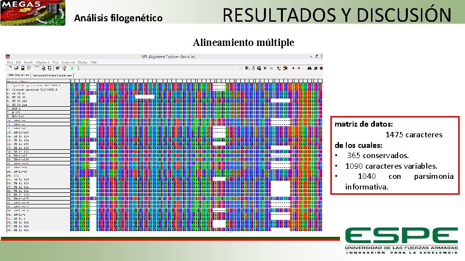 Análisis filogenético RESULTADOS Y DISCUSIÓN Alineamiento múltiple matriz de datos: 1475 caracteres de los