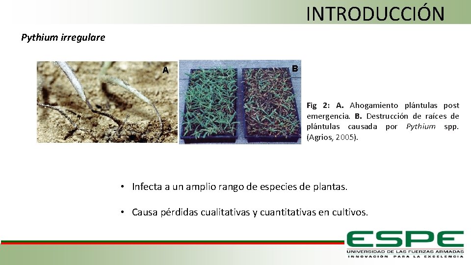 INTRODUCCIÓN Pythium irregulare A B Fig 2: A. Ahogamiento plántulas post emergencia. B. Destrucción