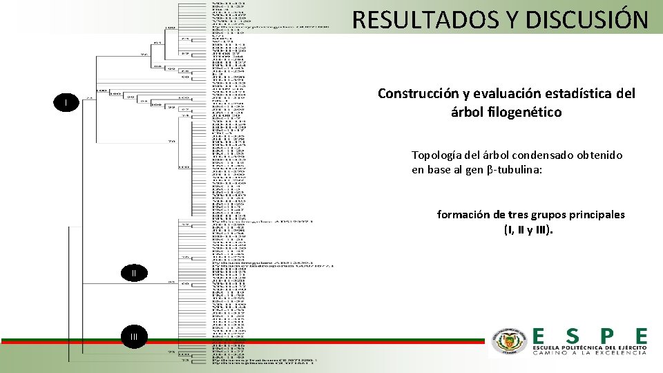 RESULTADOS Y DISCUSIÓN Construcción y evaluación estadística del árbol filogenético I Topología del árbol