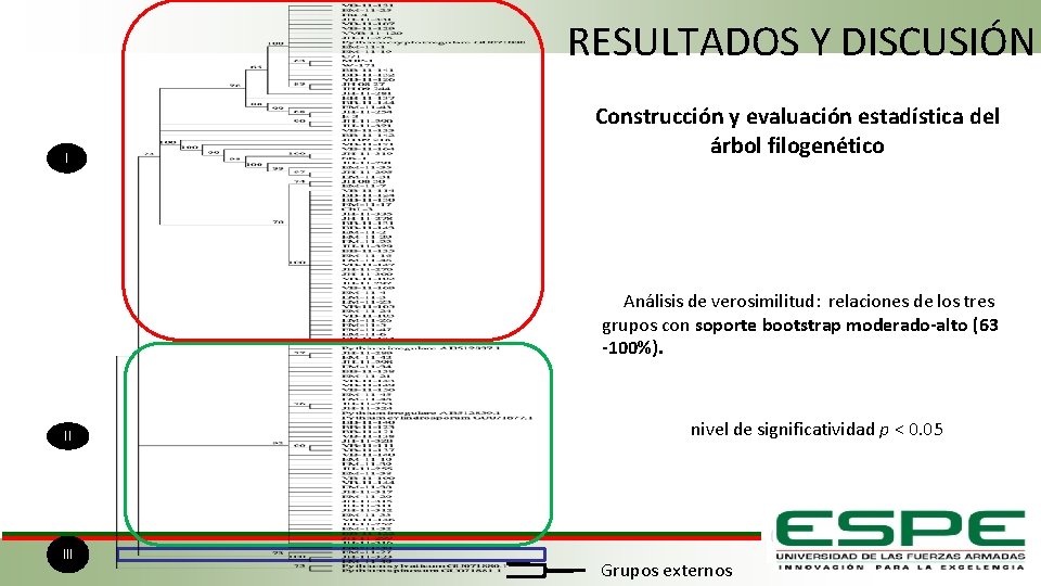 RESULTADOS Y DISCUSIÓN I Construcción y evaluación estadística del árbol filogenético Análisis de verosimilitud: