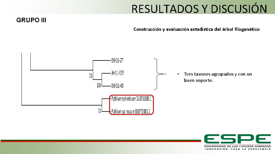 RESULTADOS Y DISCUSIÓN GRUPO III Construcción y evaluación estadística del árbol filogenético • Tres