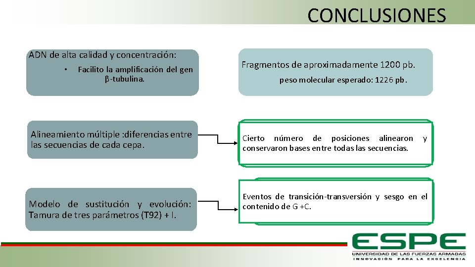 CONCLUSIONES ADN de alta calidad y concentración: • Facilito la amplificación del gen β-tubulina.