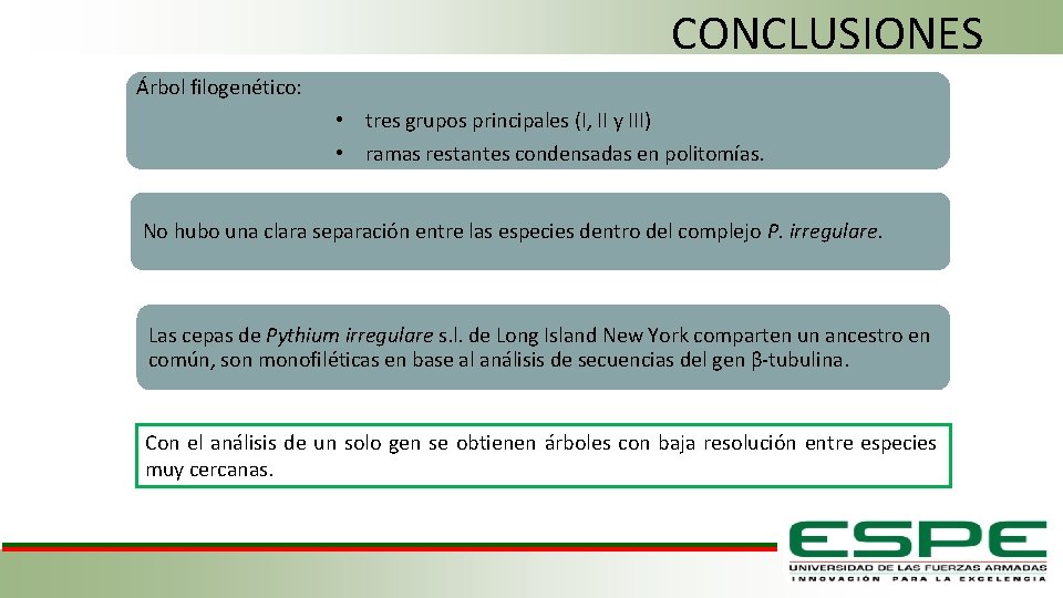 CONCLUSIONES Árbol filogenético: • tres grupos principales (I, II y III) • ramas restantes