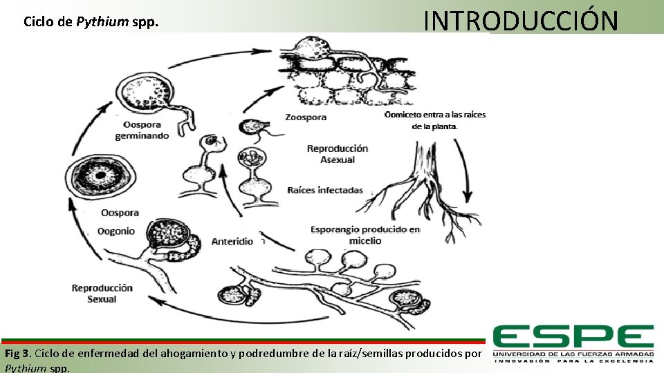 Ciclo de Pythium spp. INTRODUCCIÓN . Fig 3. Ciclo de enfermedad del ahogamiento y