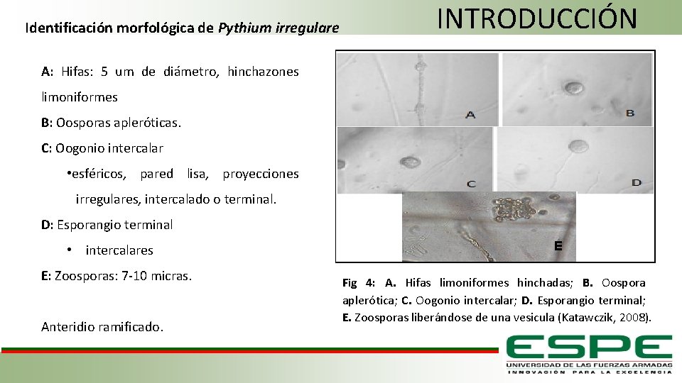 Identificación morfológica de Pythium irregulare INTRODUCCIÓN A: Hifas: 5 um de diámetro, hinchazones limoniformes