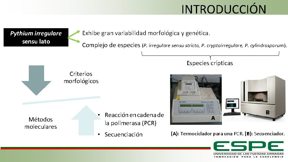 INTRODUCCIÓN Pythium irregulare sensu lato Exhibe gran variabilidad morfológica y genética. Complejo de especies