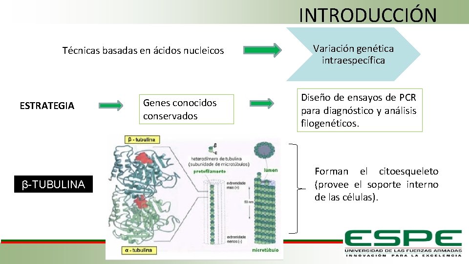 INTRODUCCIÓN Técnicas basadas en ácidos nucleicos ESTRATEGIA β-TUBULINA Genes conocidos conservados Variación genética intraespecífica