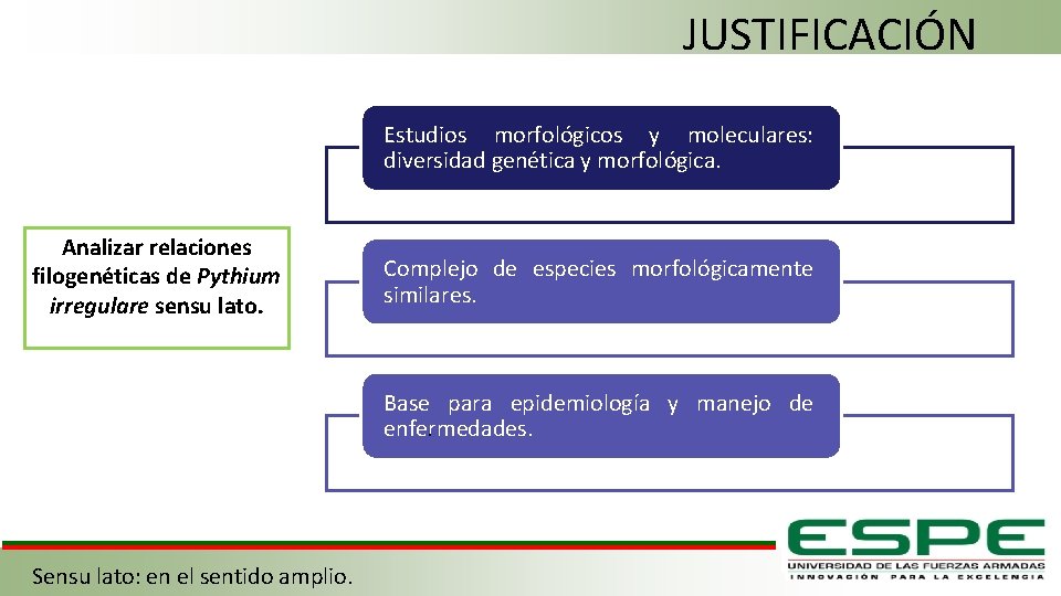 JUSTIFICACIÓN Estudios morfológicos y moleculares: diversidad genética y morfológica. Analizar relaciones filogenéticas de Pythium