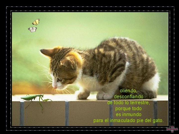 oliendo, desconfiando de todo lo terrestre, porque todo es inmundo para el inmaculado pie oliendo, desconfiando de todo lo terrestre, porque todo es inmundo para el inmaculado pie