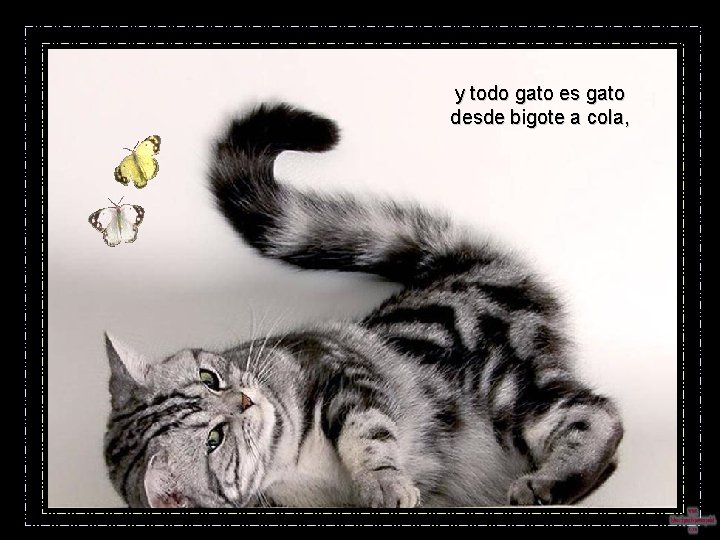 y todo gato es gato desde bigote a cola, 