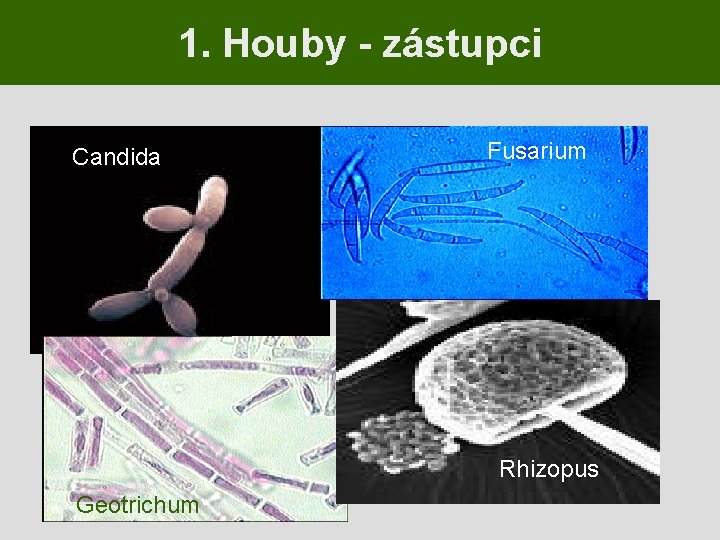 1. Houby - zástupci Candida Fusarium Rhizopus Geotrichum 