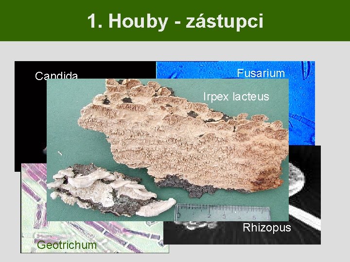 1. Houby - zástupci Candida Fusarium Irpex lacteus Rhizopus Geotrichum 