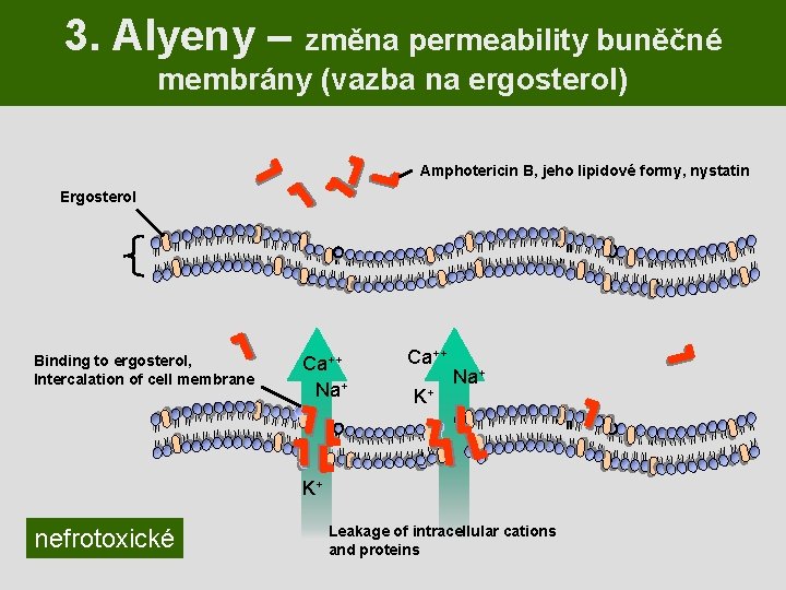 3. Alyeny – změna permeability buněčné membrány (vazba na ergosterol) Amphotericin B, jeho lipidové