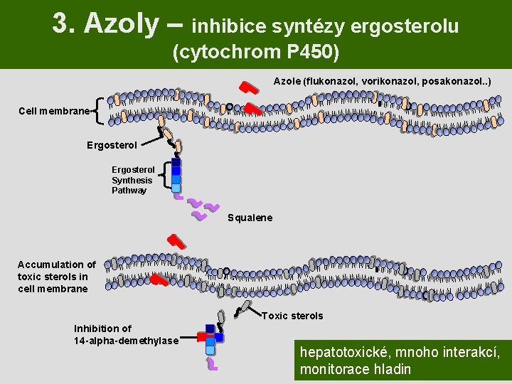 3. Azoly – inhibice syntézy ergosterolu (cytochrom P 450) Azole (flukonazol, vorikonazol, posakonazol. .