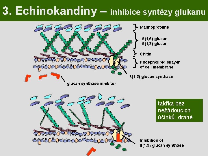 3. Echinokandiny – inhibice syntézy glukanu Mannoproteins ß(1, 6)-glucan ß(1, 3)-glucan Chitin Phospholipid bilayer