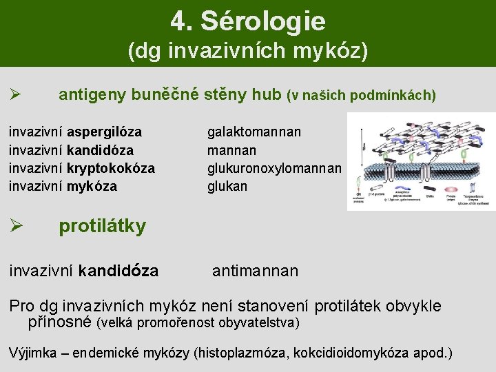 4. Sérologie (dg invazivních mykóz) Ø antigeny buněčné stěny hub (v našich podmínkách) invazivní