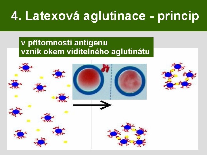 4. Latexová aglutinace - princip v přítomnosti antigenu vznik okem viditelného aglutinátu 