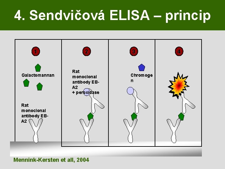 4. Sendvičová ELISA – princip 1 Galactomannan 2 Rat monoclonal antibody EBA 2 +